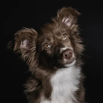 正在使用体育APP查看赛程的用户